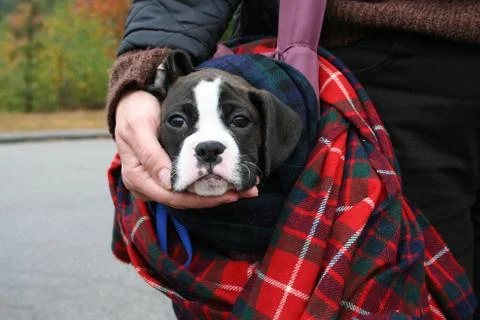 Celtic Puppy Stock Photos