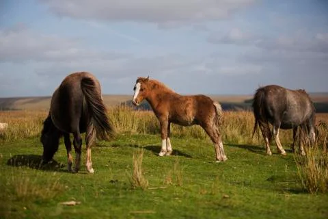 Celtic Trio in the brecon fields  Stock Photos