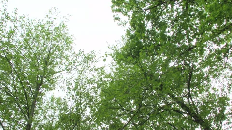 Celtic village 02 Stock Footage 39802111