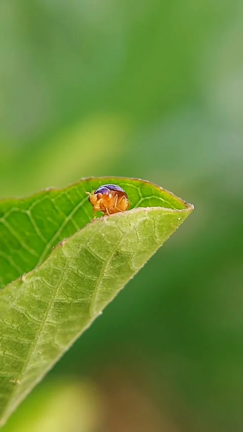 The Celyphidae, commonly known as beetle flies, sitting on a dry leaf. A fly spe Stock Footage 318864427