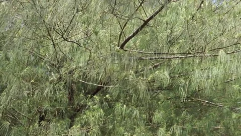 CEMARA TREE FOREST 스톡 동영상 140178518