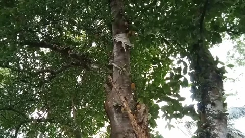 This is a cemedak tree that is bearing fruit Stock Footage 250178462