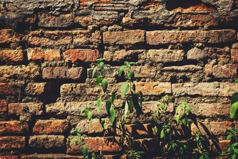 Cement Brick Wall of an Aging Building with Growing Green Plants Fotos de archivo