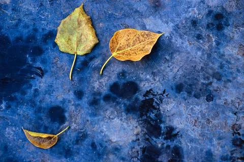 Cement floor with prayer pattern And dry leaves that fall from the tree Stock Photos