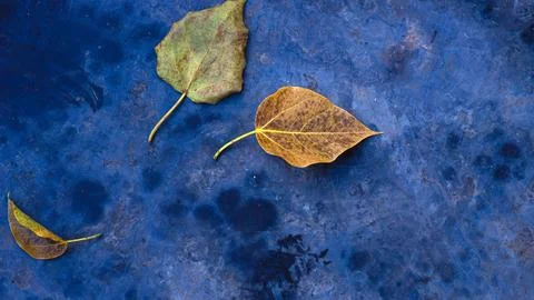 Cement floor with prayer pattern And dry leaves that fall from the tree In th Stock Photos