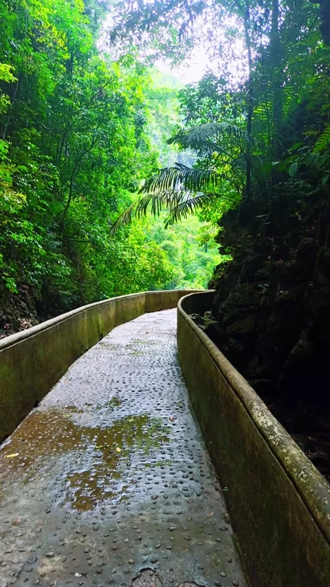 Cement footpath in tropical forest Stock Footage 297344173