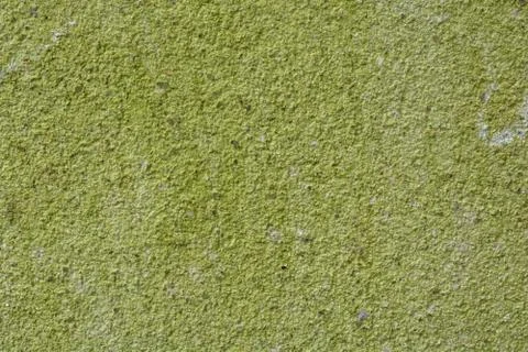 Cement Moss Stock Photos