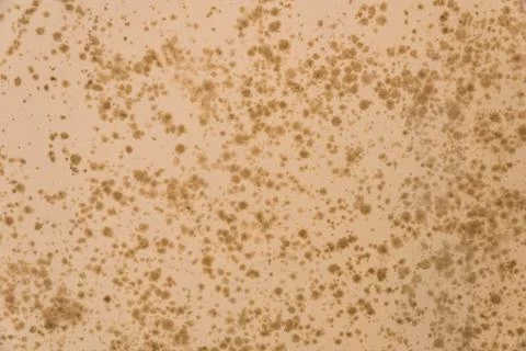 Cement orange wall Stock Photos