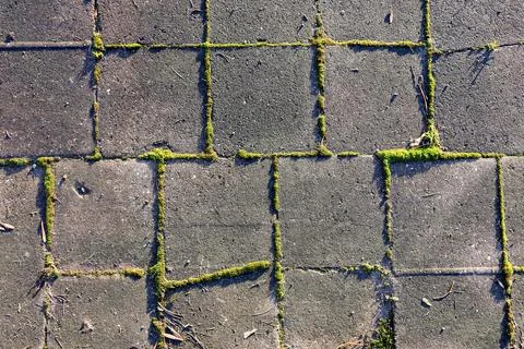Cement paving tile patterns with green moss in a natural outdoor setting Stock Photos