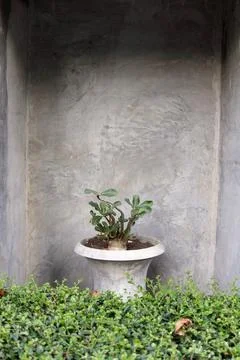 Cement pot in rectangle cement frame with plant. Stock-Fotos