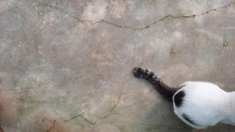 Cement texture wall background and a white cat Stock Photos