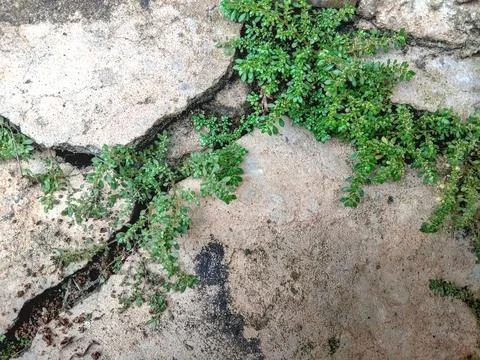The cement tile road surface looked cracked and covered in grass and moss. Stock Photos