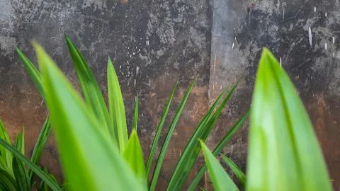 Cement wall background with pandan leaf as foreground 02 Stock Photos