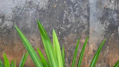 Cement wall background with pandan leaf as foreground 01 Foto stock
