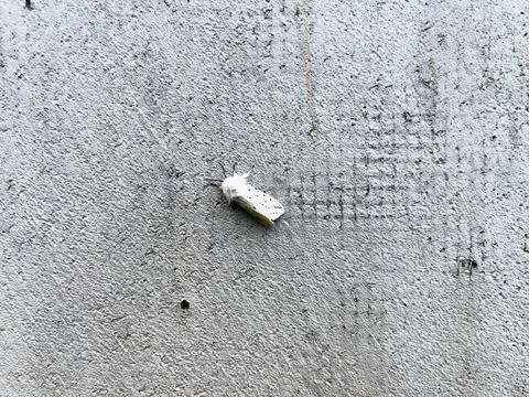 Cement Wall texture and a night bug close up Stock Photos
