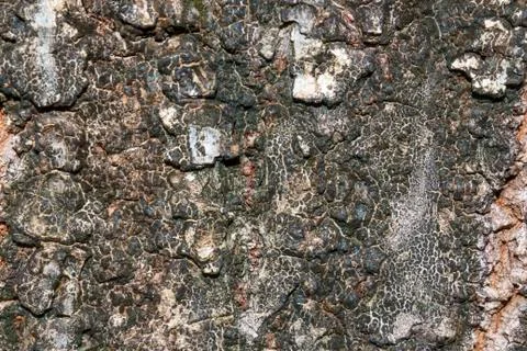 Cement wall texture Stock Photos