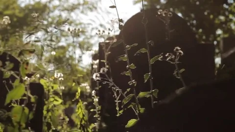 CEMETARY 2 動画素材 84673315