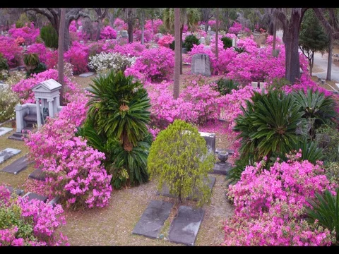 Cemetary in Bloom 库存影片 77197928