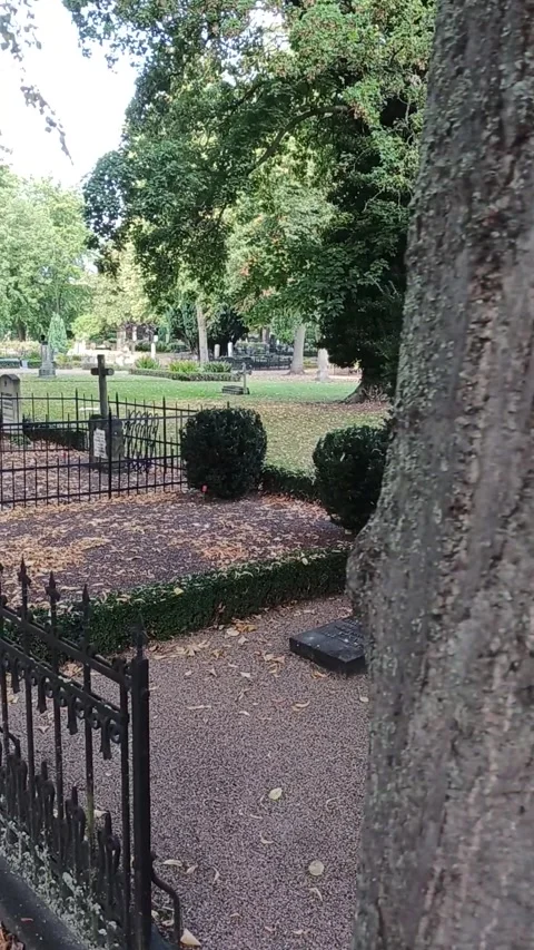 CemetaryTreeReveal Stock Footage 285341150