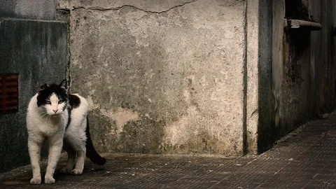 Cemetery cat Stock Footage 125285850