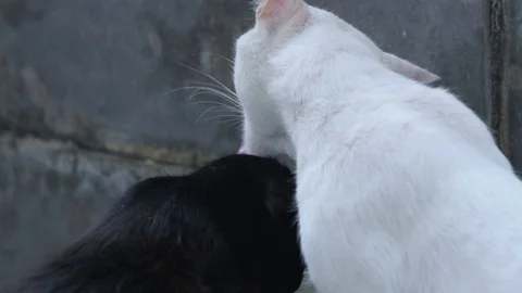 Cemetery Cats 3 動画素材 128072273