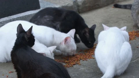 Cemetery Cats 4 Video stock 128072284