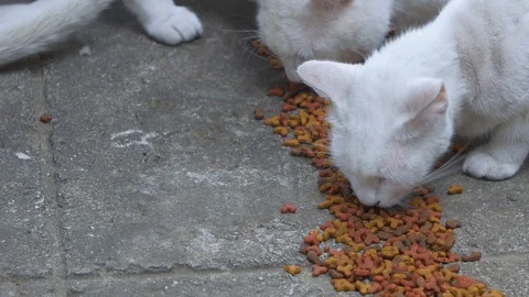 Cemetery Cats 5 Stock Footage 128072334