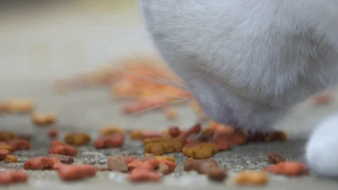 Cemetery Cats 8 스톡 동영상 128072415
