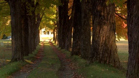 Cemetery in Fall Stock Footage 77481458