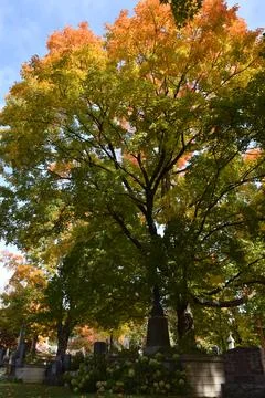 The cemetery in the fall Stock Photos