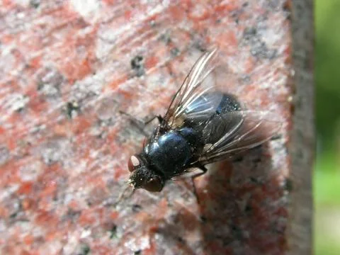 Cemetery fly Stock Photos