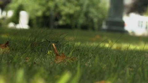 Cemetery - Graveyard - leaf alone in the grass Stock Footage 40908105