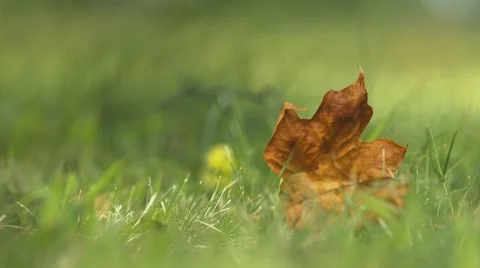 Cemetery - Graveyard - Leaf in cemetery grass Video stock 40908088