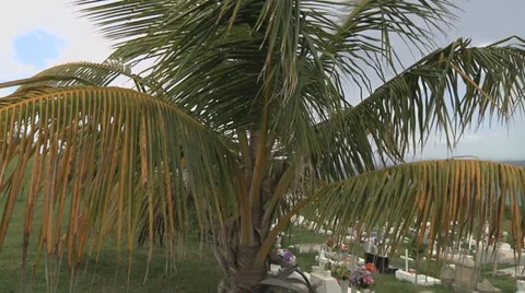 Cemetery palm tree 库存影片 33255501