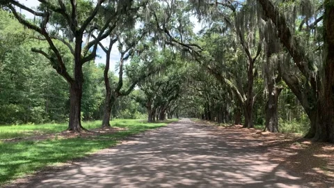 Cemetery path way in willow tree park Stock Footage 136333410