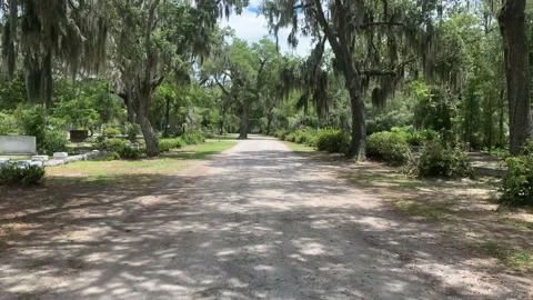 Cemetery path way in willow tree park Stock Footage 136333540