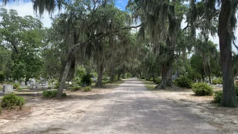 Cemetery path way in willow tree park Stock Footage 136333589