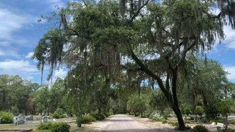 Cemetery path way in willow tree park Stock Footage 136333596