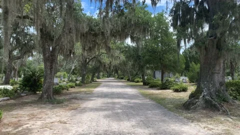 Cemetery path way in willow tree park Stock Footage 136333723