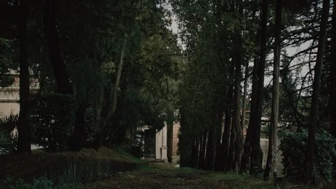 Cemetery, pathway with trees Stock Footage 104918976