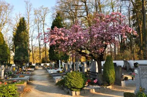 Cemetery Stock Photos