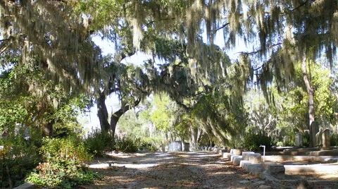 Cemetery Roadway. Stock-Footage 44982651