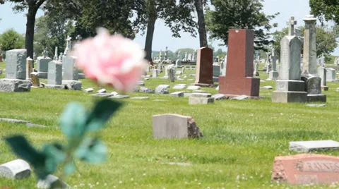Cemetery Rose - Rack Focus Stock Footage 39610876