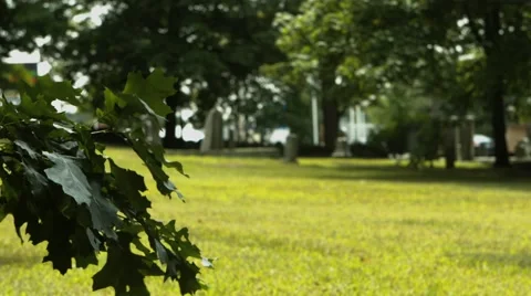 Cemetery - With Tree Branches and Passing Traffic Video stock 40911395