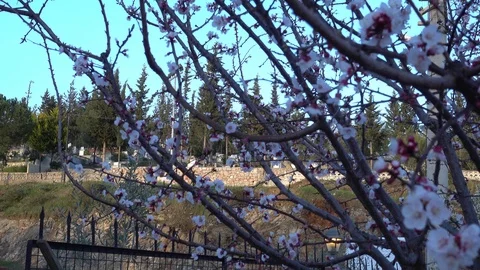 Cemetery viewed behind a flowering tree Stock Footage 88165072