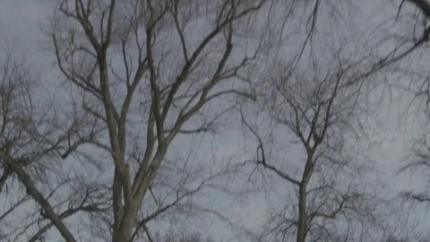 Cemetery Winter Snow 7 Stock Footage 79019867