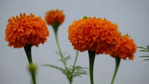 Cempasúchil Elegance in 4K: A Marigold Masterpiece Stock Footage 252106249