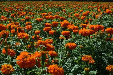 Cempasuchil flower  Stock Photos