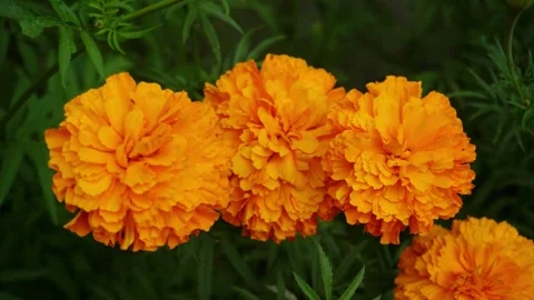 Cempasúchil Flowers in 4K: The Magic of Mexican Tradition Video stock 252106402