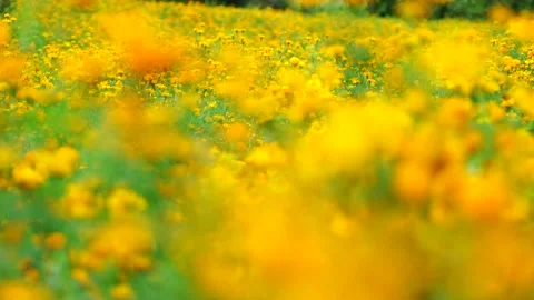 Cempasuchil Flowers Stock Footage 169617992